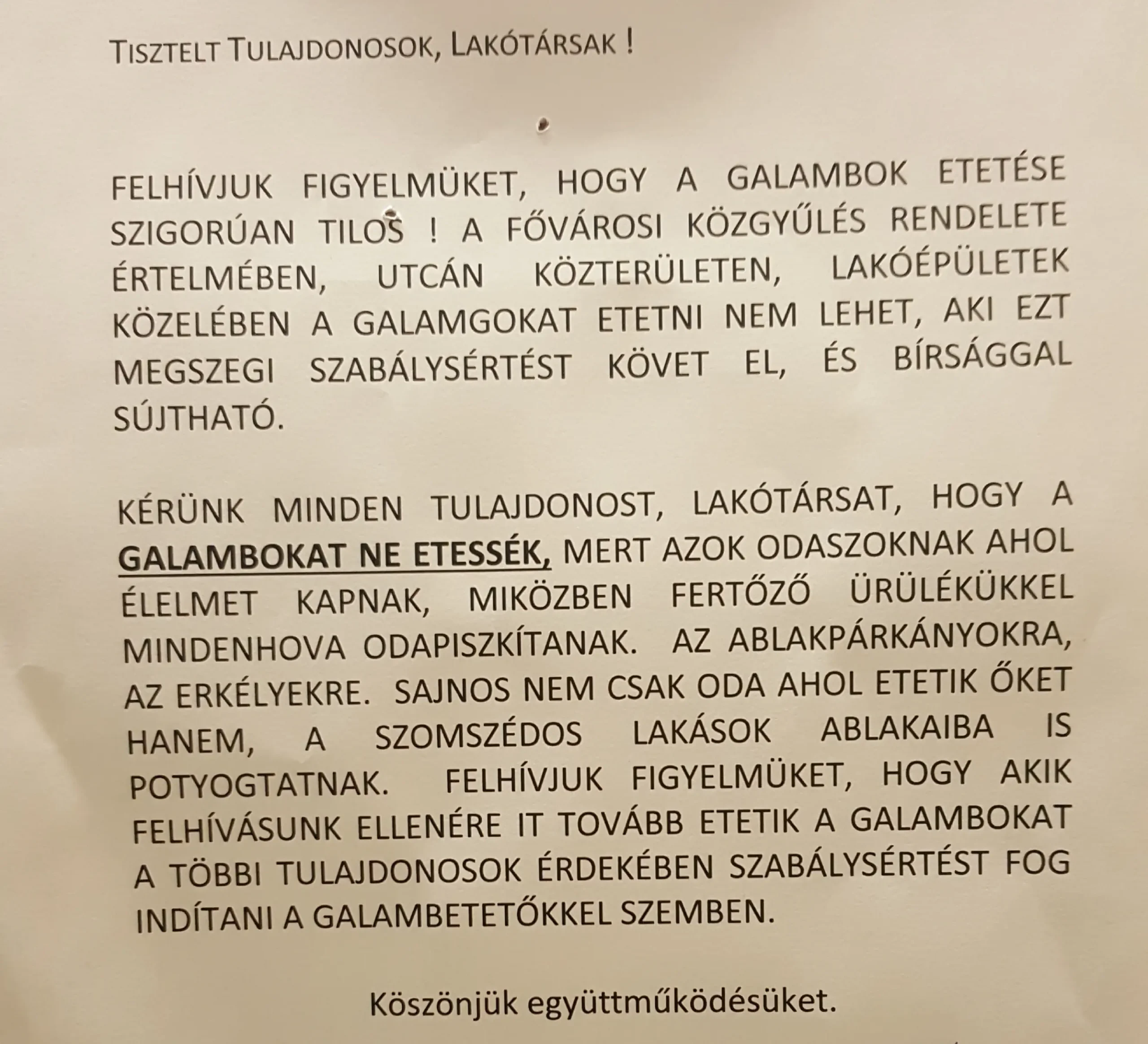 A velünk élő vámpírok - A városi galambok is terjesztik az ágyi poloskát